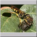 Mellinus arvensis - Kotwespe w27a mit Fliege.jpg